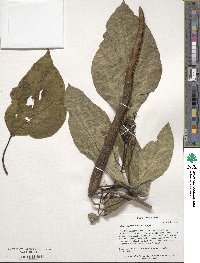 Catalpa speciosa image