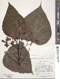 Catalpa speciosa image