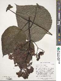 Catalpa speciosa image