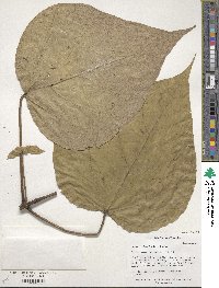 Catalpa speciosa image