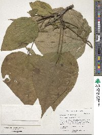 Catalpa speciosa image