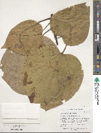 Catalpa speciosa image