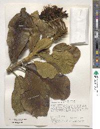 Deplanchea tetraphylla image