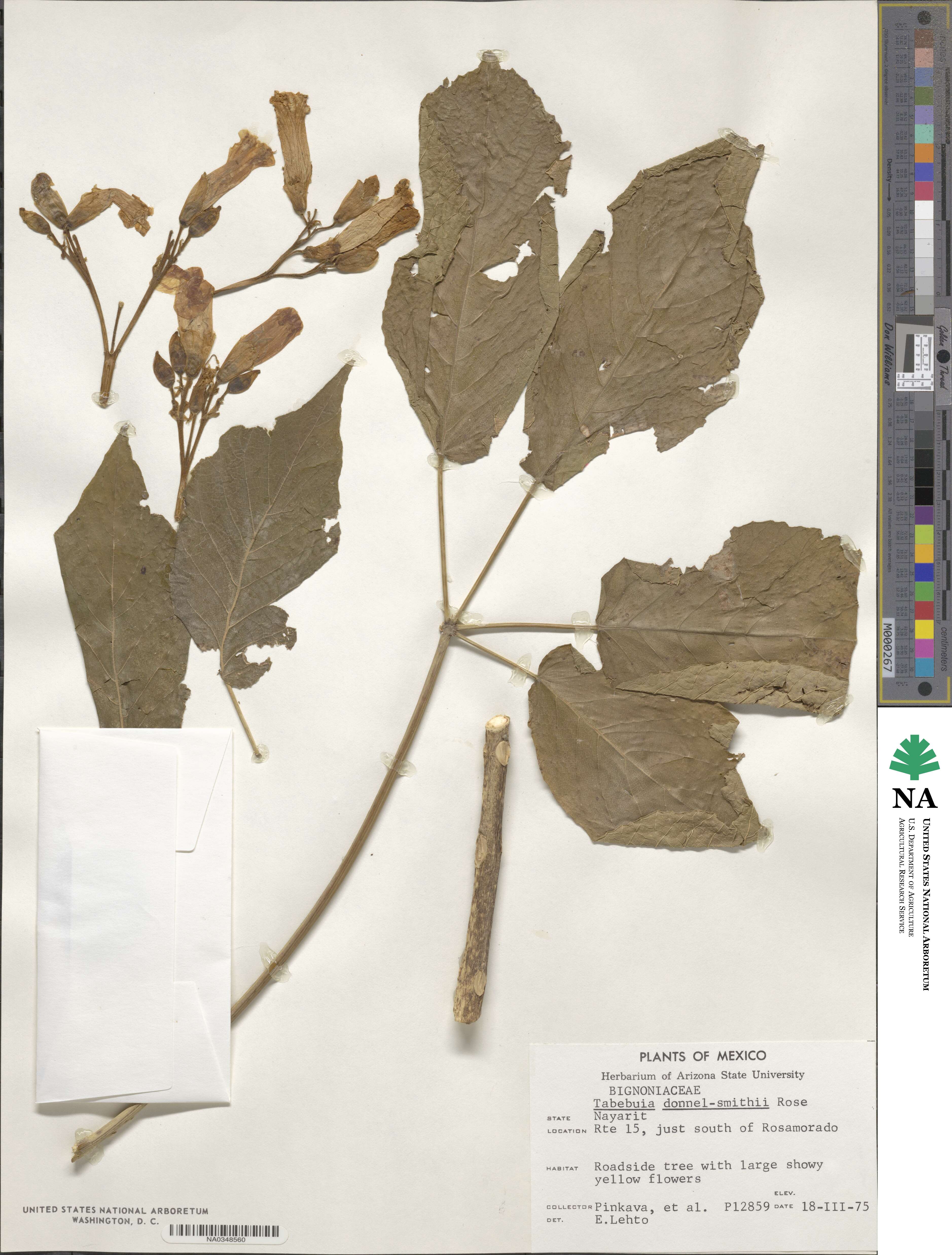 Roseodendron donnell-smithii image