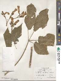 Roseodendron donnell-smithii image