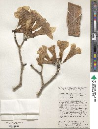 Handroanthus guayacan image