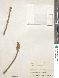 Handroanthus ochraceus image