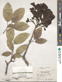 Tabebuia heterophylla image