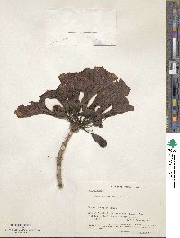 Image of Tabebuia rosea