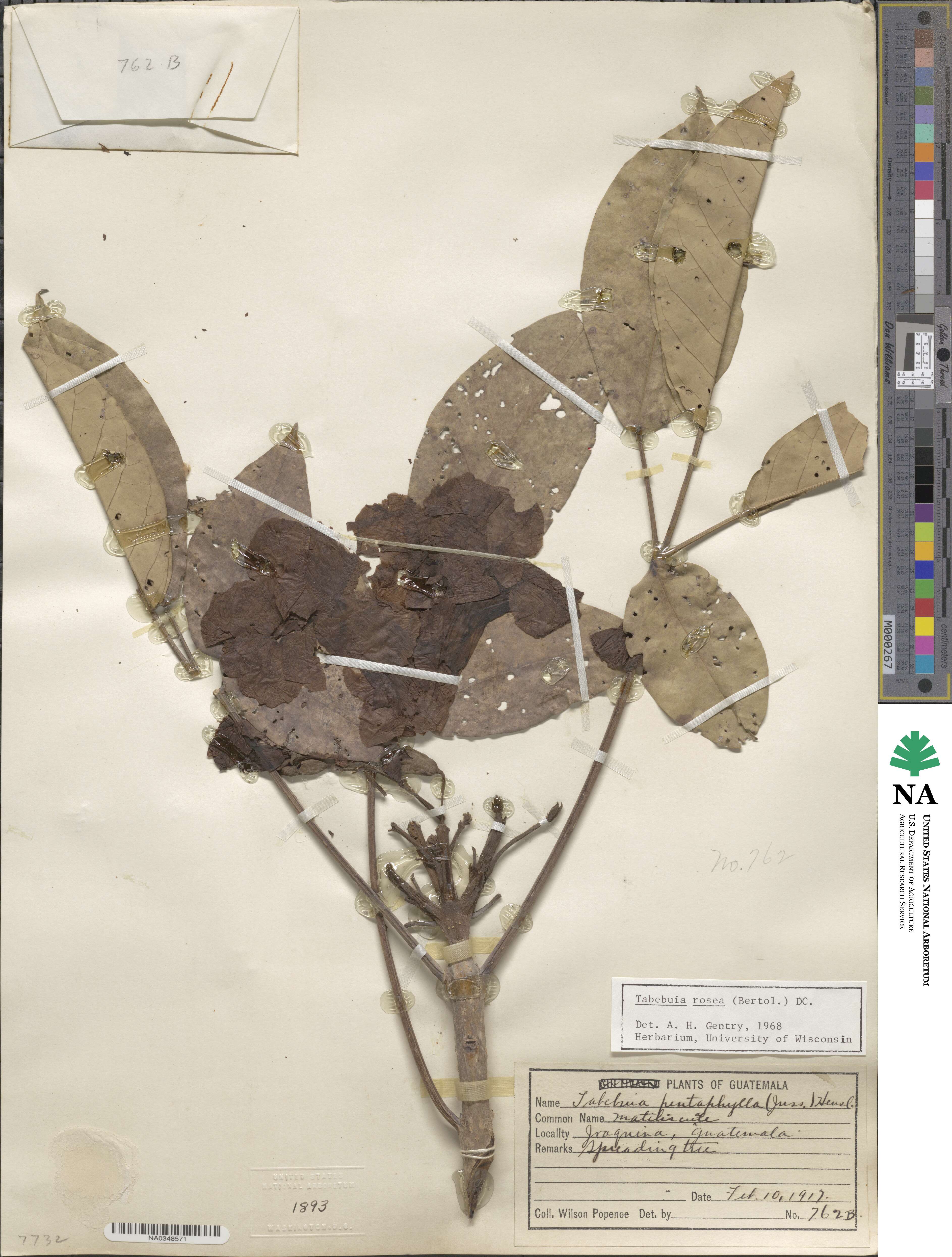Tabebuia rosea image