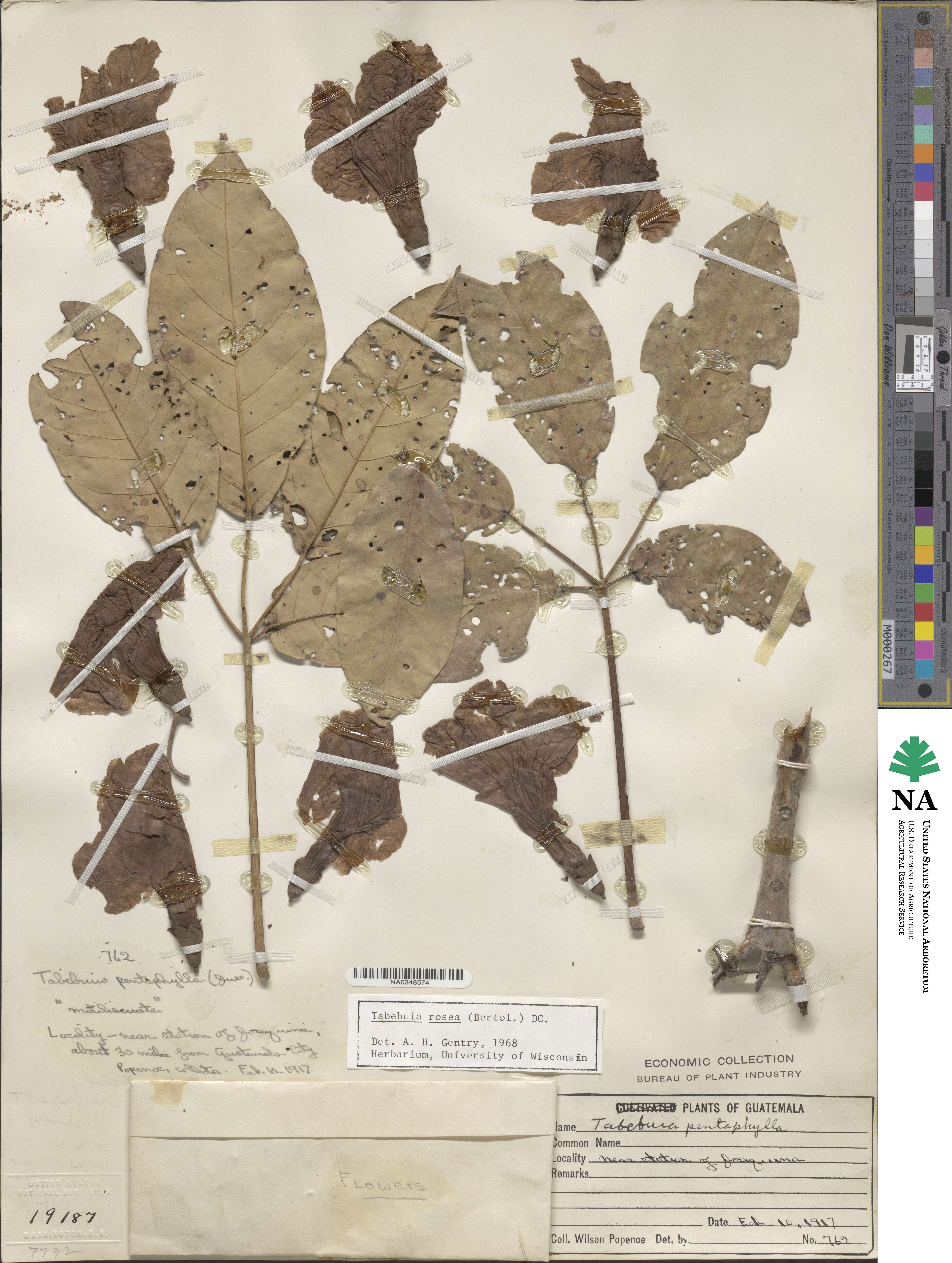 Tabebuia rosea image