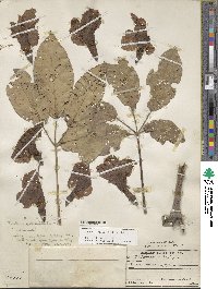 Tabebuia rosea image