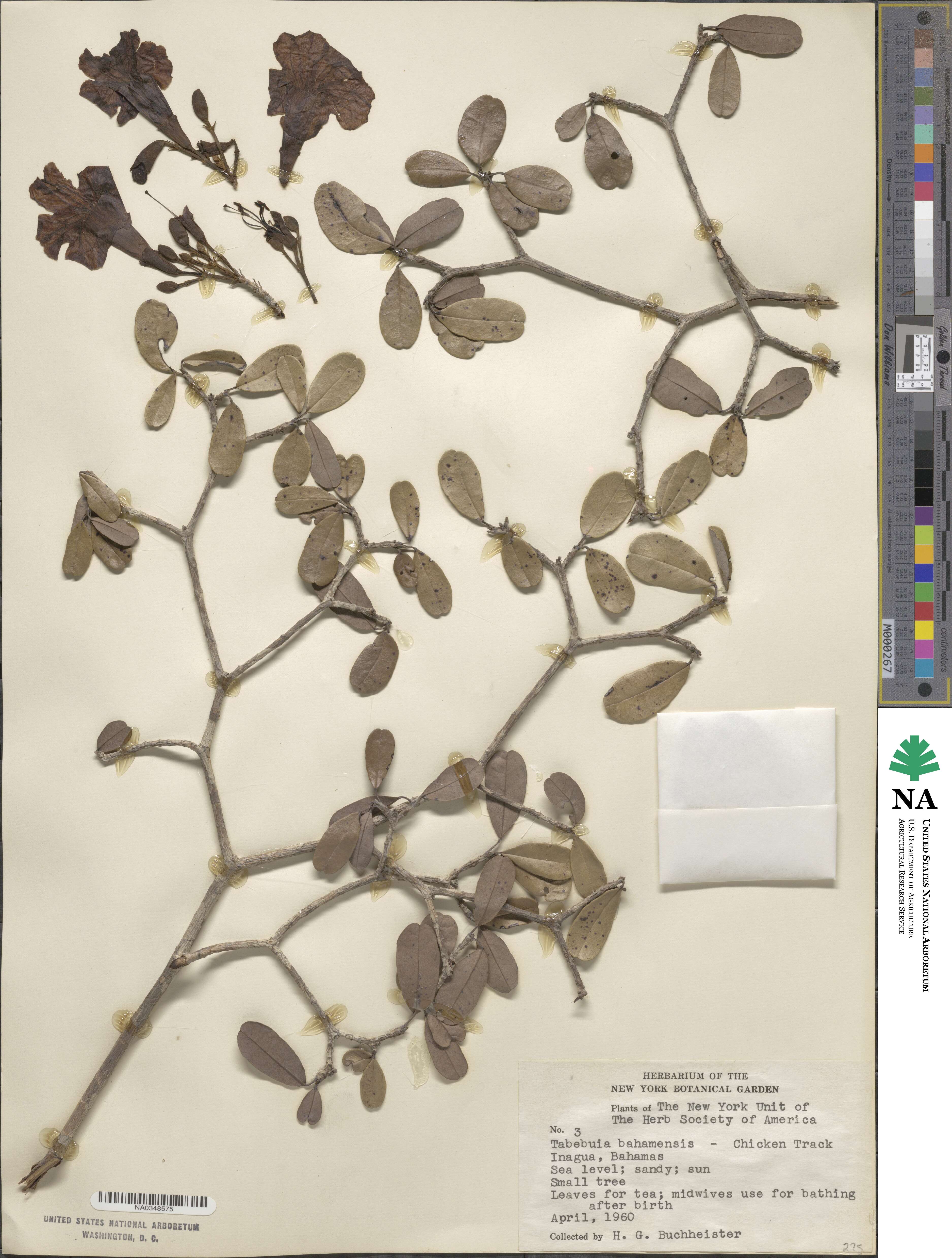 Tabebuia bahamensis image