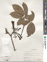 Tabebuia haemantha image