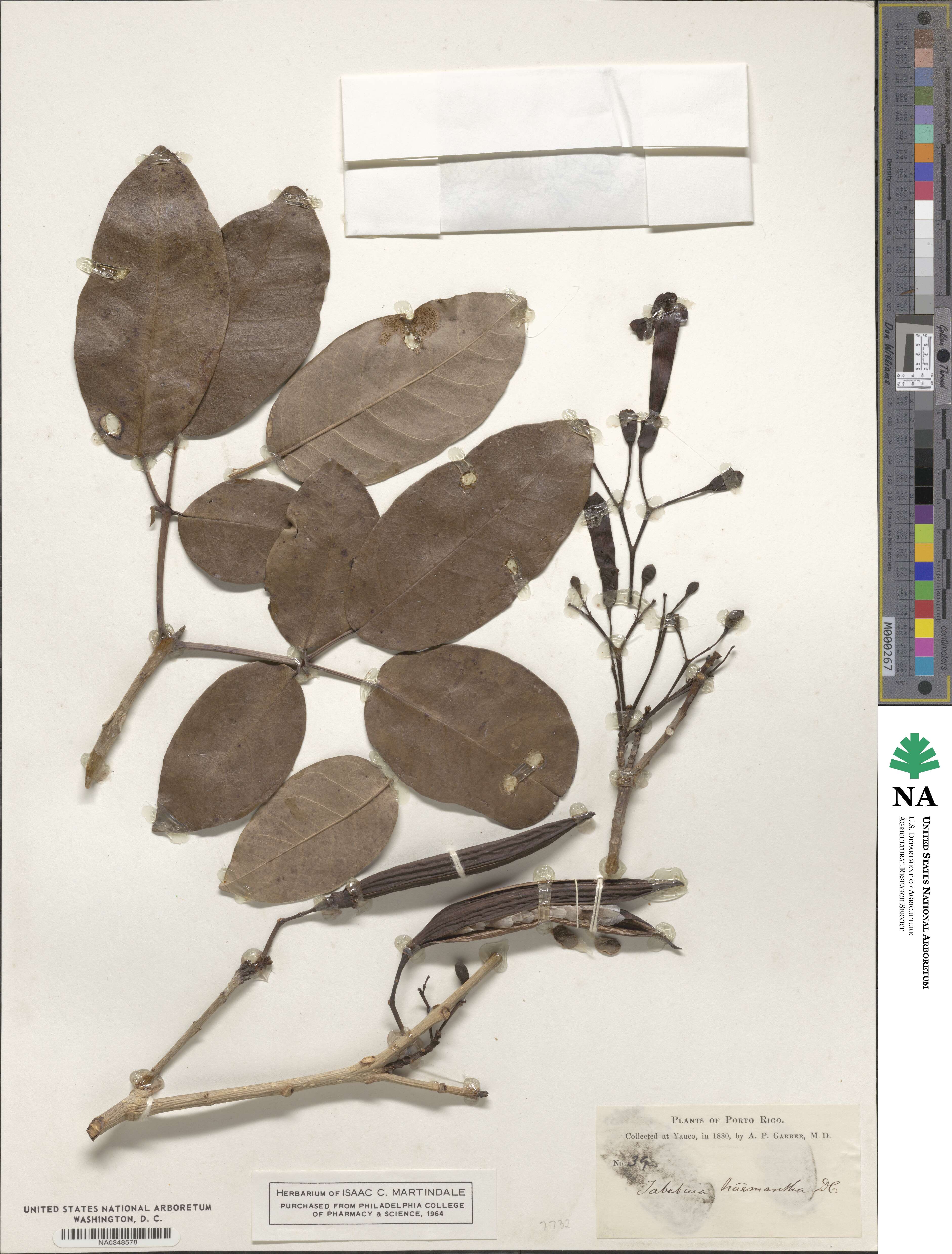 Tabebuia haemantha image