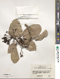 Tabebuia haemantha image