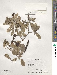 Tabebuia heterophylla image