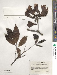 Tabebuia heterophylla image