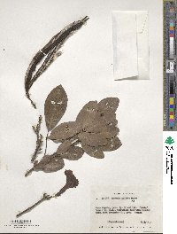 Tabebuia pallida image