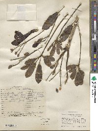 Tabebuia heterophylla image