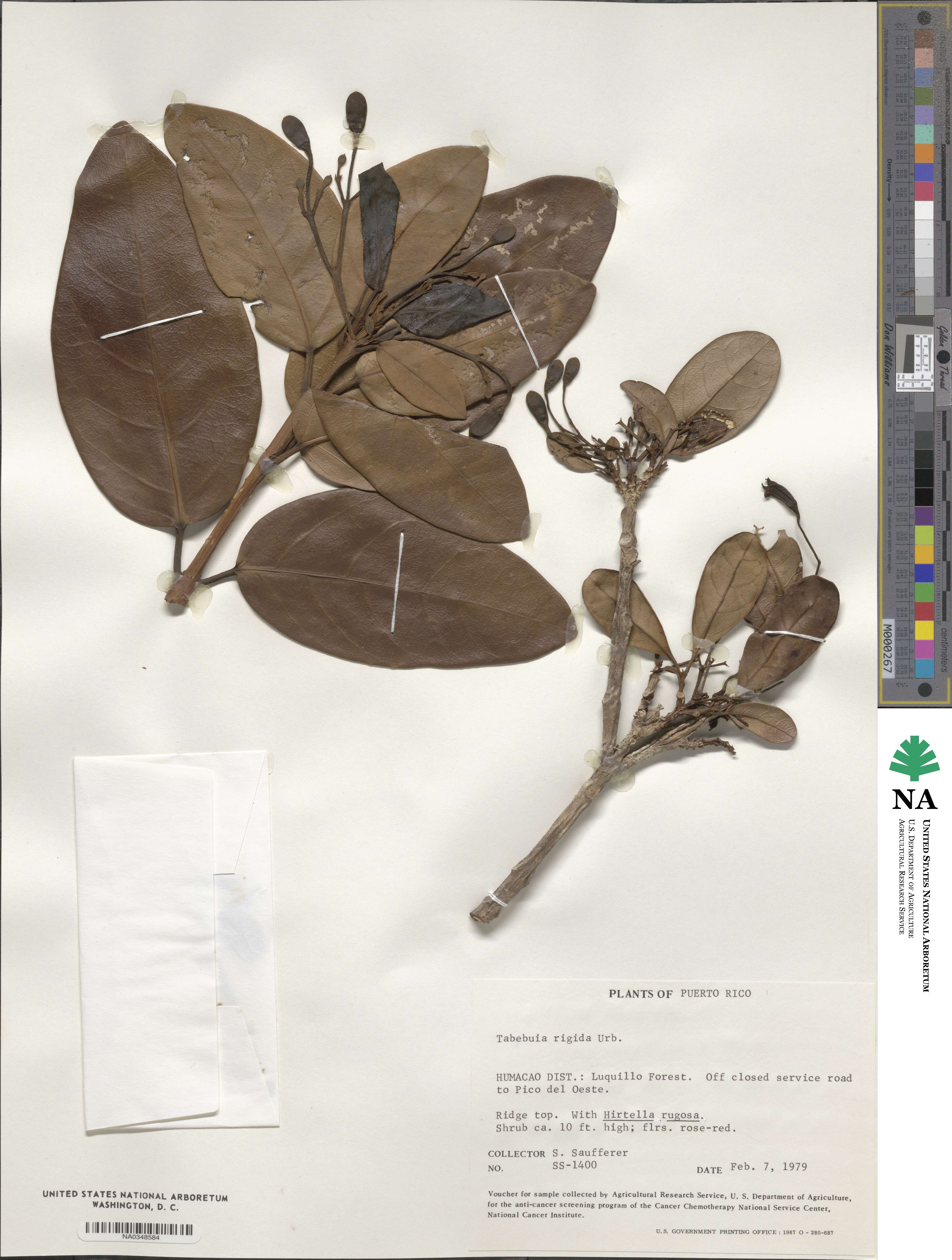 Tabebuia rigida image