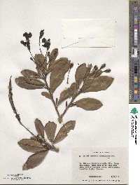 Image of Tabebuia schumanniana