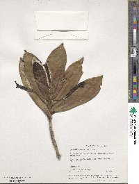 Tabebuia schumanniana image