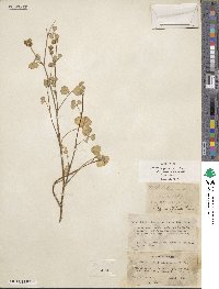 Trifolium nigrescens subsp. petrisavii image