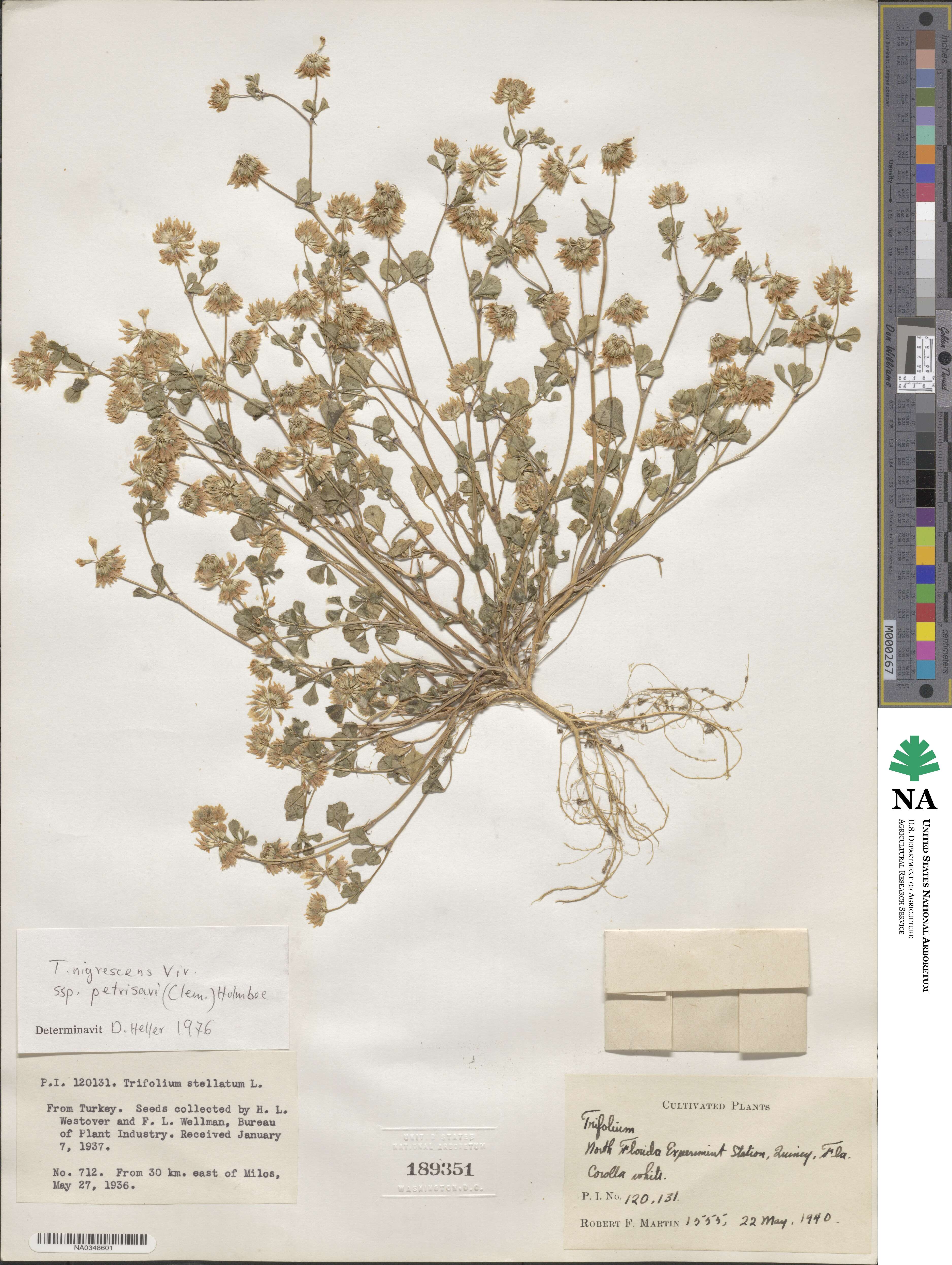 Trifolium nigrescens subsp. petrisavii image