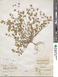 Trifolium nigrescens subsp. petrisavii image