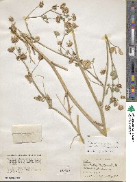 Trifolium nigrescens subsp. petrisavii image