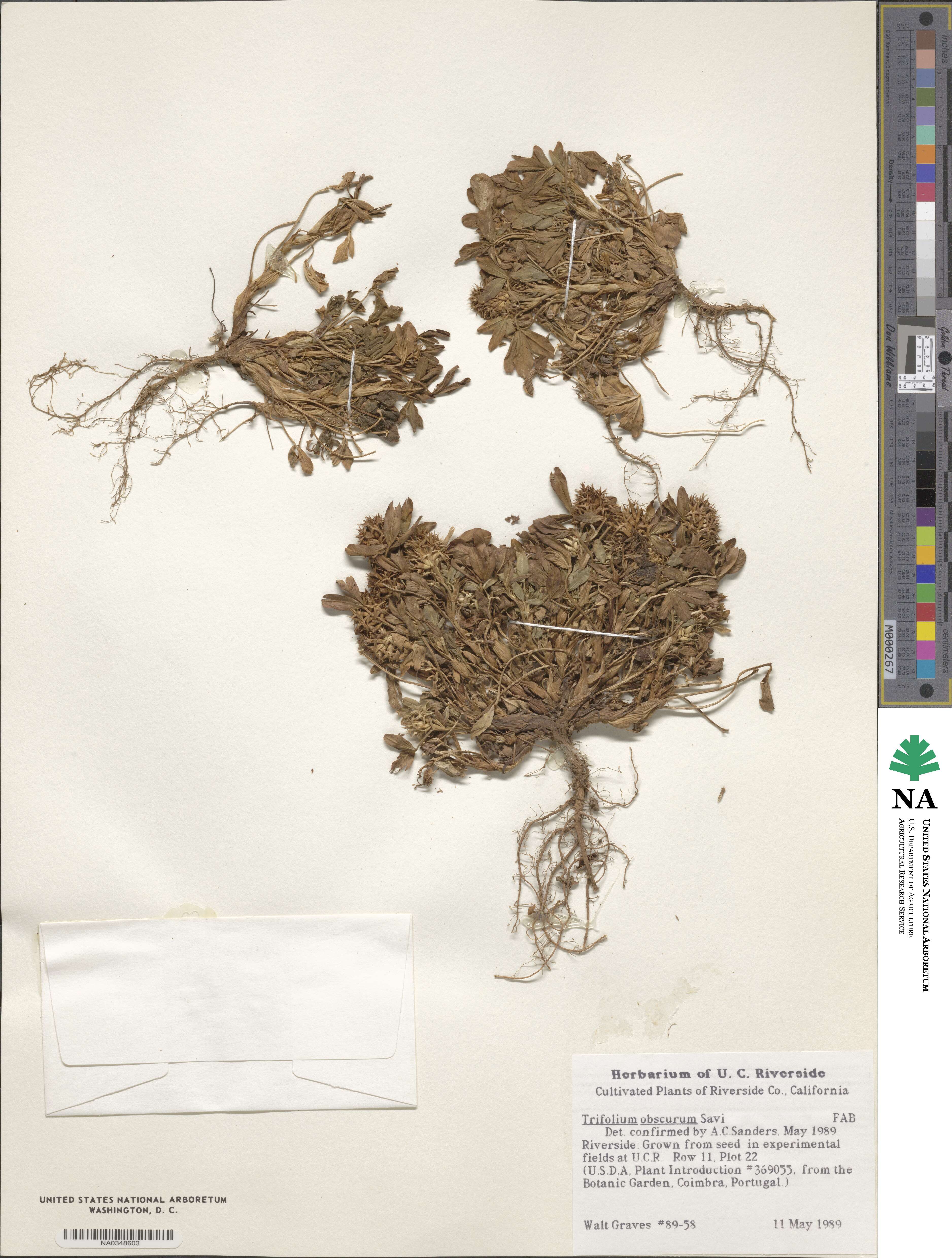Trifolium obscurum image