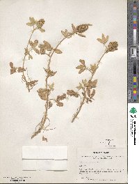 Trifolium obscurum image