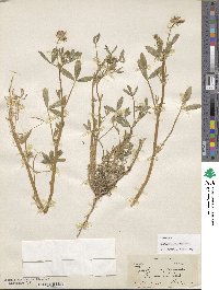 Trifolium obtusiflorum image