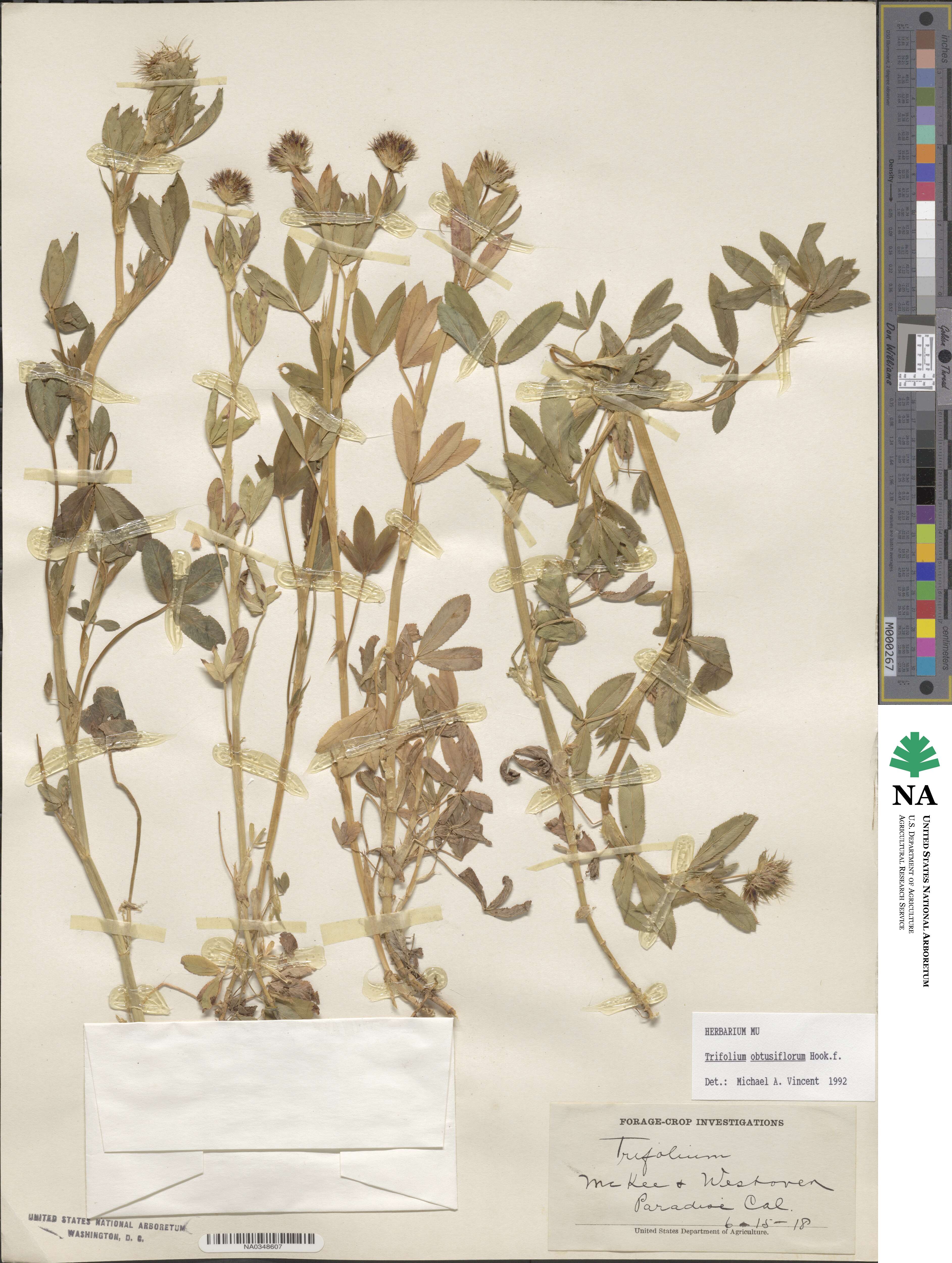 Trifolium obtusiflorum image