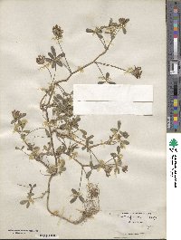 Trifolium obtusiflorum image