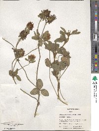 Trifolium ochroleucum image