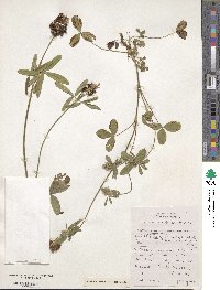 Trifolium ochroleucum image