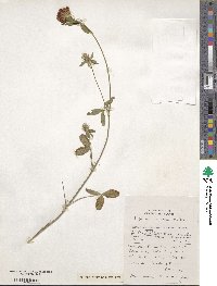 Trifolium ochroleucum image