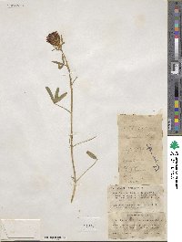 Trifolium ochroleucum image