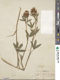 Trifolium ochroleucum image