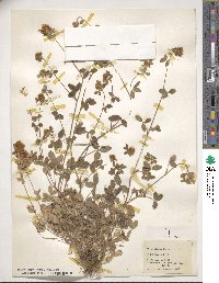Trifolium pallidum image
