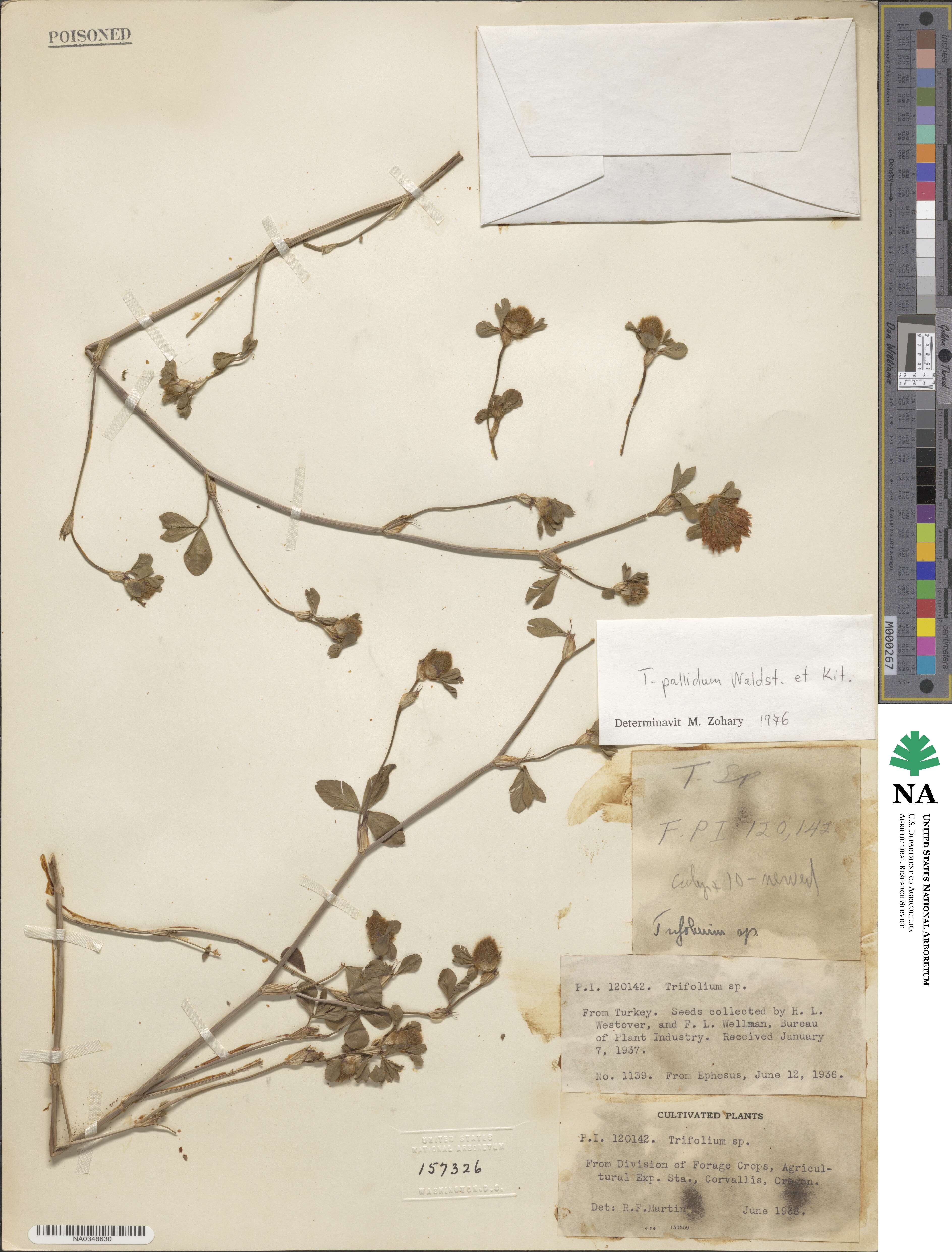 Trifolium pallidum image