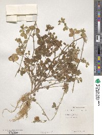 Trifolium pallidum image