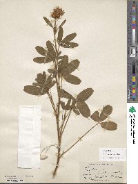 Trifolium pannonicum image