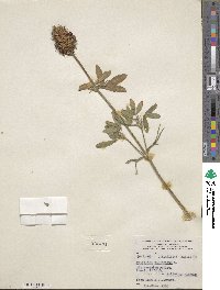 Trifolium pannonicum image