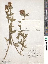 Trifolium pannonicum image