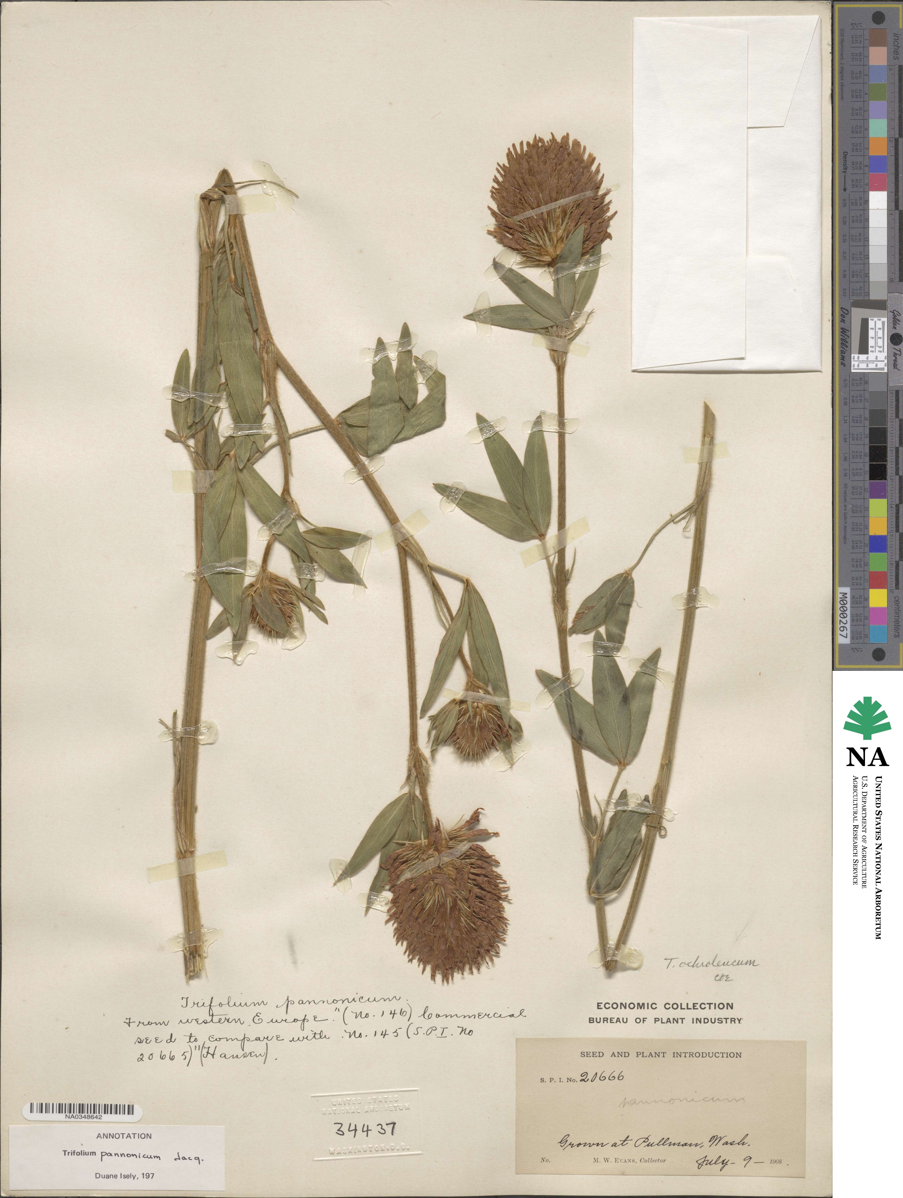 Trifolium pannonicum image