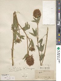 Trifolium pannonicum image