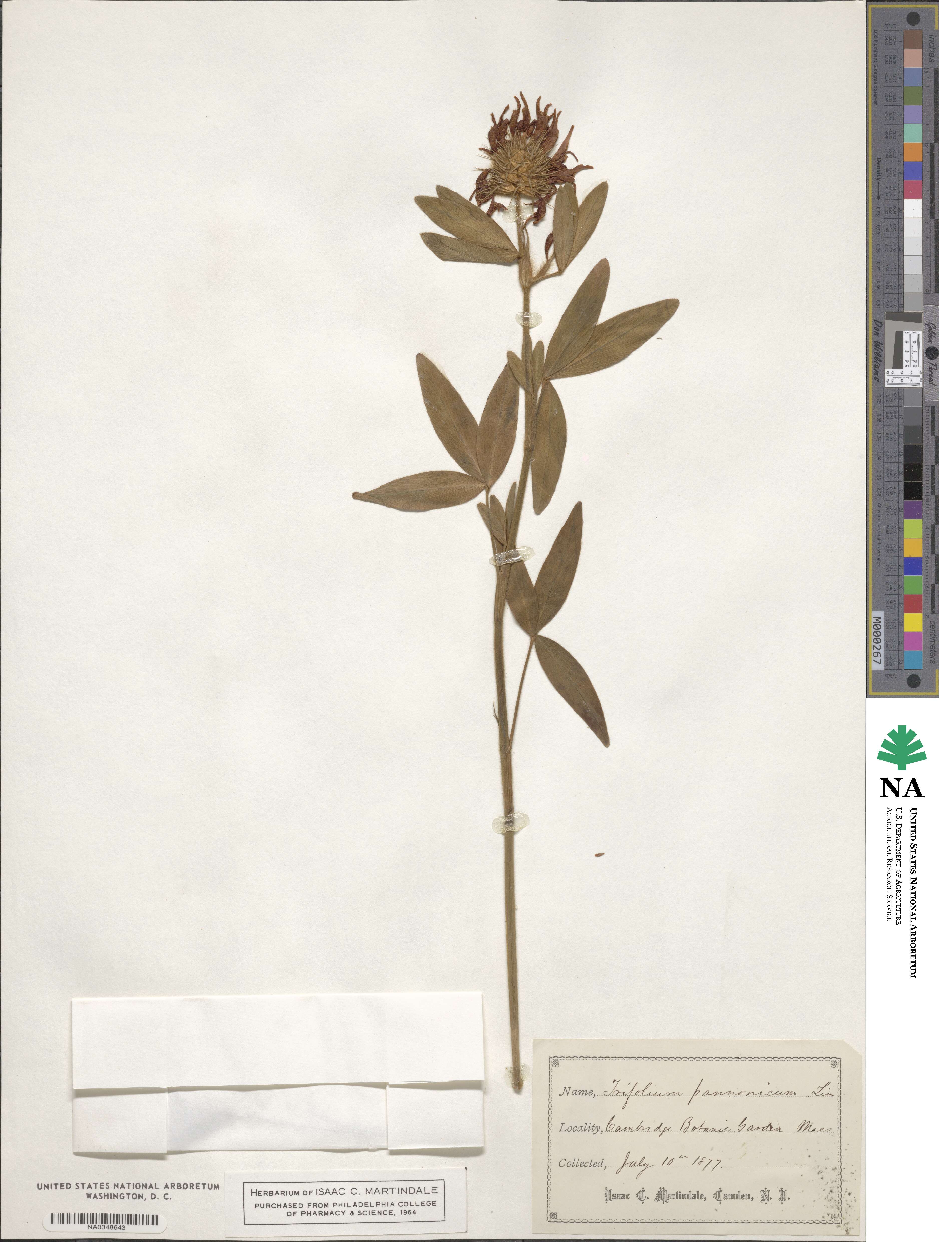 Trifolium pannonicum image